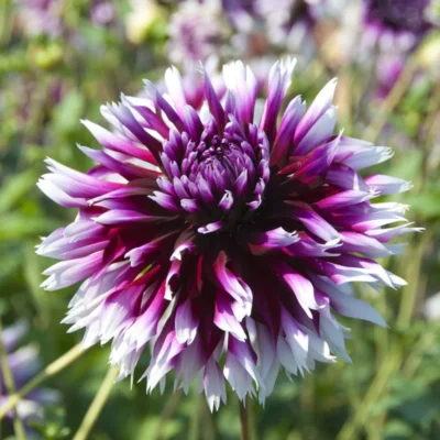 HADECO Dahlia Bulb Fimbriata Alauna Clair Obscur