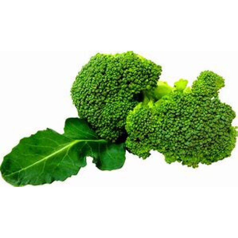 Broccoli Seedlings
