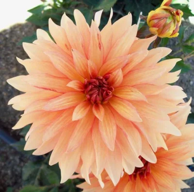 HADECO Dahlia Bulb Autumn Fairy