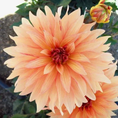 HADECO Dahlia Bulb Autumn Fairy