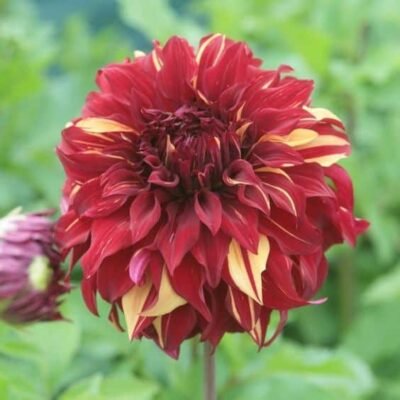 HADECO Dahlia Bulb Decorative Bohemian Spatacus