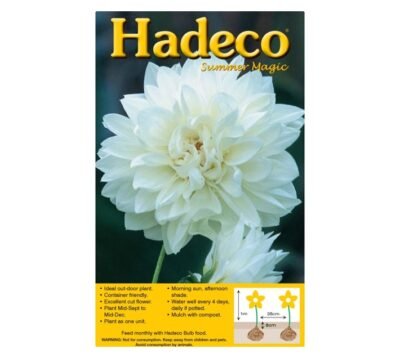 HADECO Dahlia Bulb Decorative Wittem