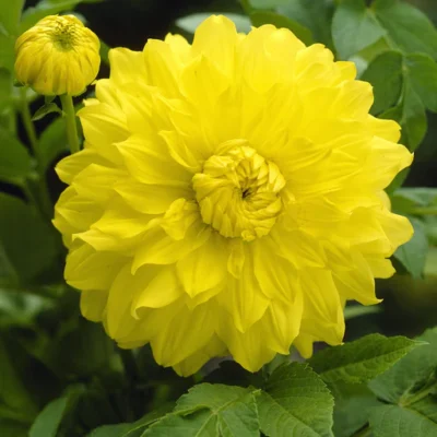 HADECO Dahlia Bulb Decorative Yellow