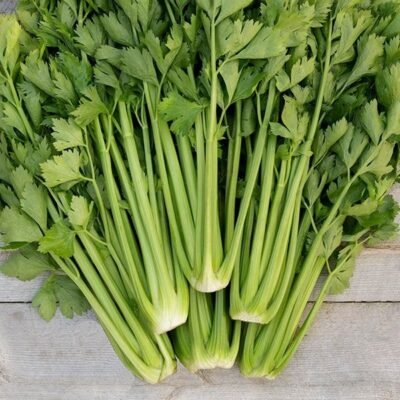 Celery Seedlings