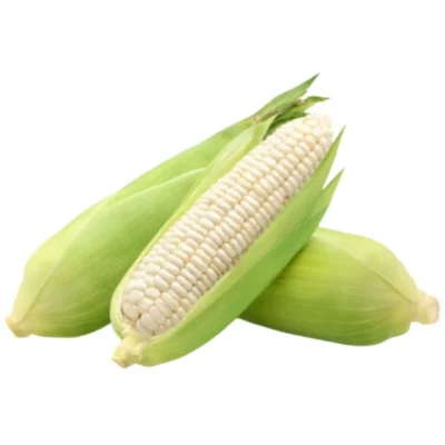Maize Seedlings