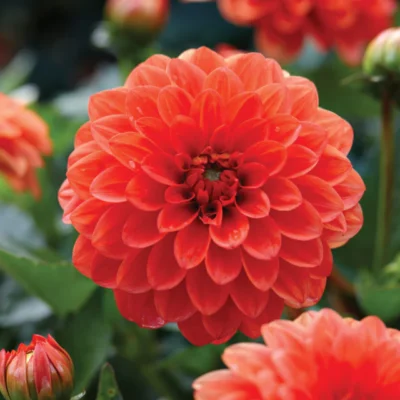 HADECO Dahlia Bulb Gallery Valentin