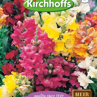 Antirrhinum Tom Thumb Dwarf Mixed Flowers Kirchhoffs Seeds Heirloom
