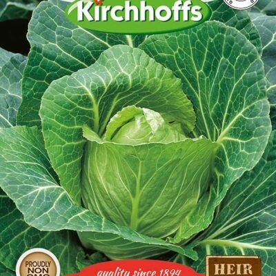 Cape Spitz Cabbage (Sugar-loaf) Kirchhoffs Seeds Heirloom Non-GMO