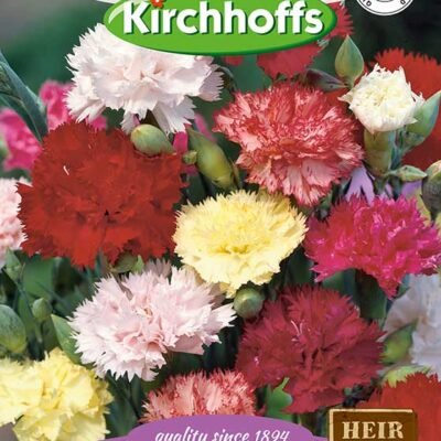 Carnation Super Giant Chabaud Flowers Kirchhoffs Seeds Heirloom