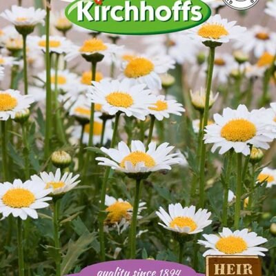 Chrysanthemum Dwarf Paludosum Flowers Kirchhoffs Seeds Heirloom