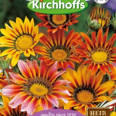 Gazania Caledon Giants Mixed Flowers Kirchhoffs Seeds Heirloom
