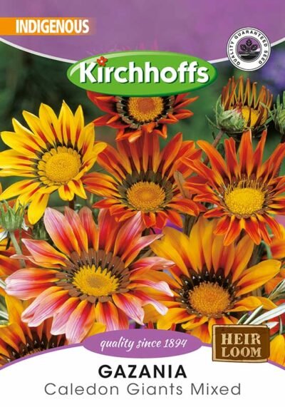 Gazania Caledon Giants Mixed Flowers Kirchhoffs Seeds Heirloom
