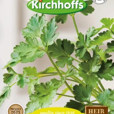 Parsley Italian Flat Leaf Kirchhoffs Seeds Heirloom Non-GMO