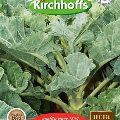 Kale Chou Moullier Kirchhoffs Seeds Heirloom Non-GMO