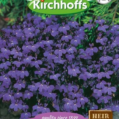Lobelia Crystal Palace Fllower Kirchhoffs Seeds Heirloom