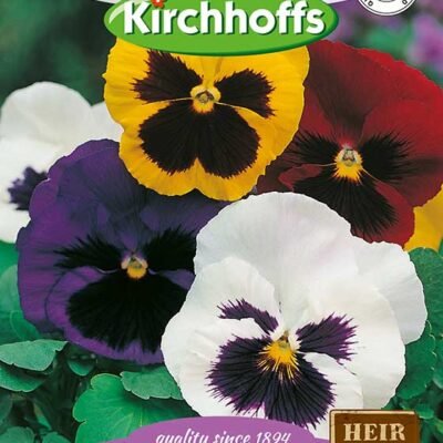 Pansy Flower Kirchhoffs Seeds Heirloom