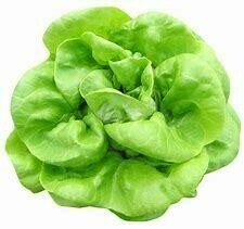 Lettuce Seedlings - Butter