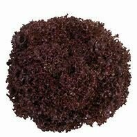 Lettuce Seedlings- Frilly Red