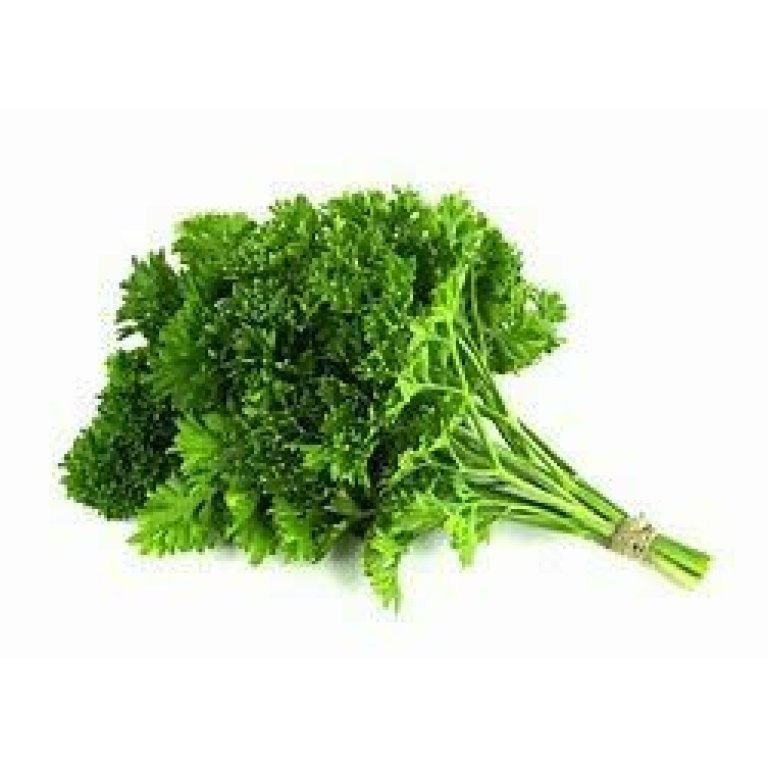 Parsley Seedlings - Curly Leaf