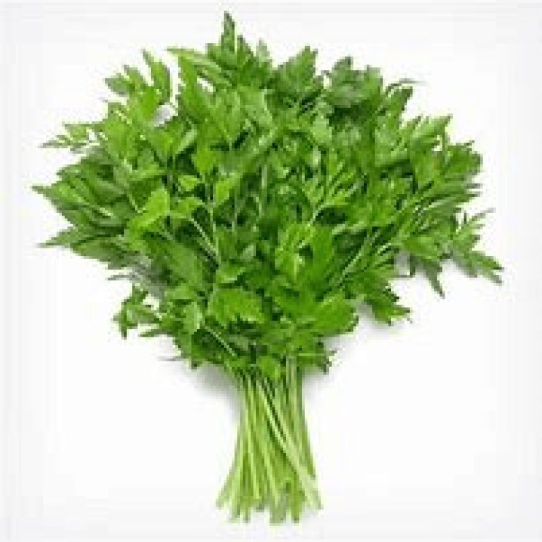 Parsley Italian Flat Leaf Seedlings