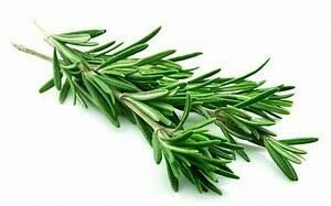 Rosemary Seedlings