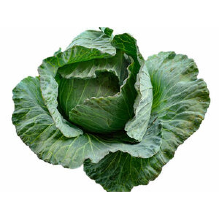 Cabbage Seedlings