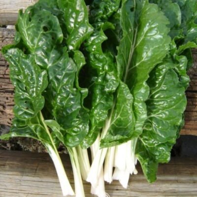 Spinach Seedlings - Fordhook Giant