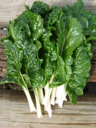 Spinach Seedlings - Fordhook Giant