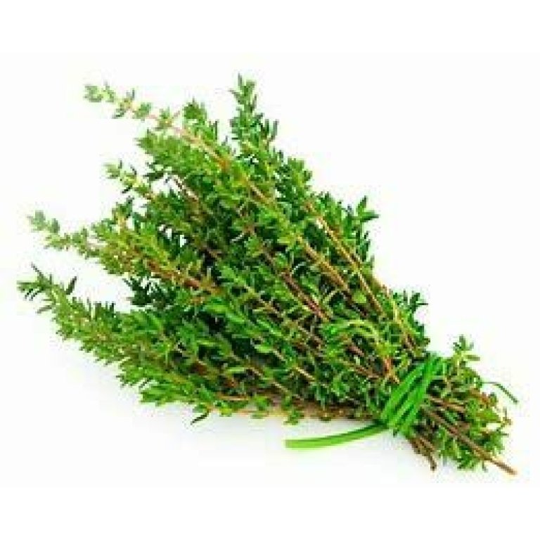Tyme Seedlings