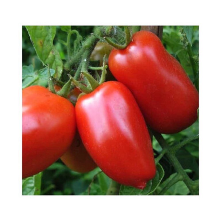 Jam Tomato Seedlings - STAR 9068