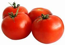 Round Tomato Seedlings