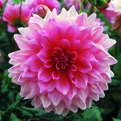 HADECO Dahlia Bulb Dinner Plate Lavender Perfection