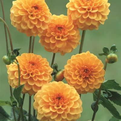 HADECO Dahlia Bulb Pompon Amusing