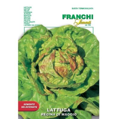 Lettuce Lattuga Regina Di Maggio Franchi Sementi Seeds