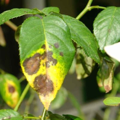 Fungicides