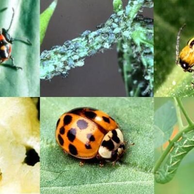 Insecticides