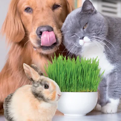Pet Lover Seeds