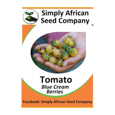 Tomato Blue Cream Berry Seeds SASC Non-GMO