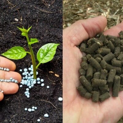 Soils & Fertilizers
