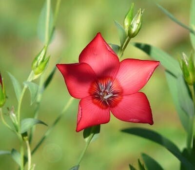 Flower Seedlings