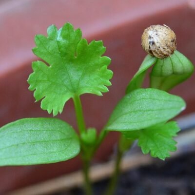 Herb Seedlings