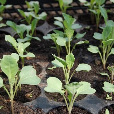 Vegetable Seedlings