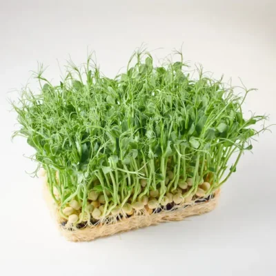 Microgreens & Sprouts
