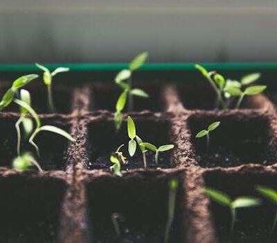 Seeds & Seedlings