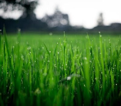 Lawn Care