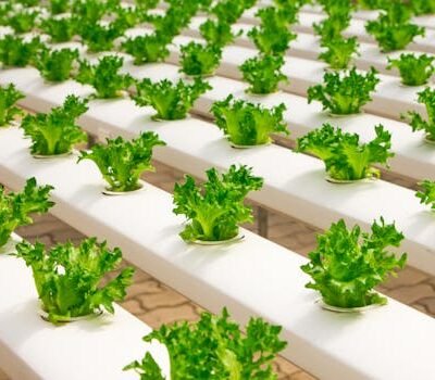 Hydroponics