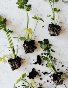 Seedlings