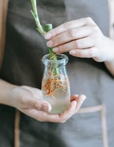 Propagation