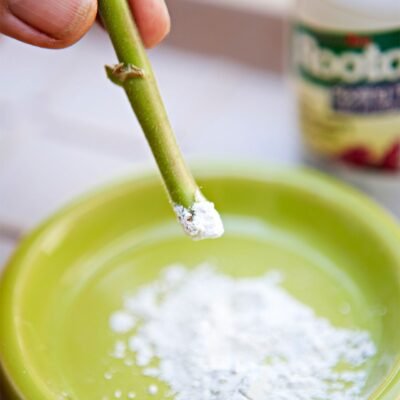 Rooting Hormones